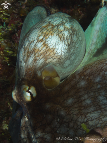 A Octopus briareus | Caribbean reef octopus