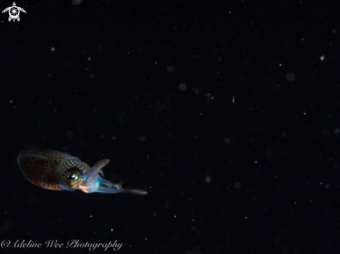 A Juvenile caribbean reef squid
