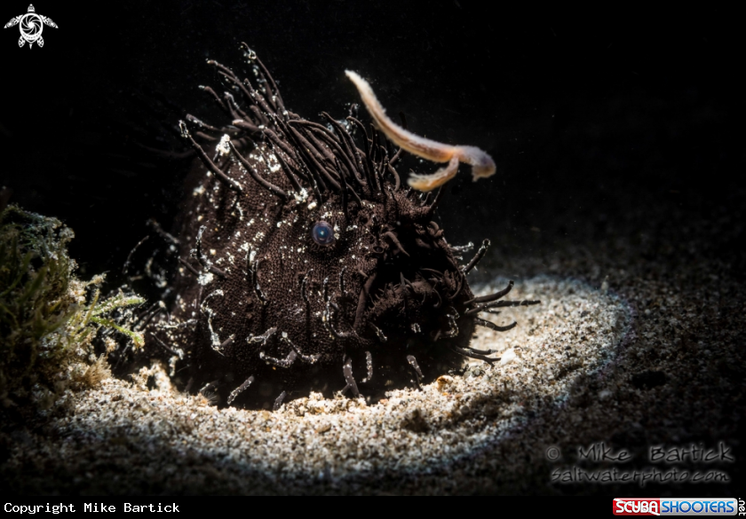 A  Black Hairy Frogfish