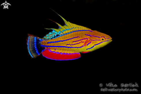 A Flasher wrasse