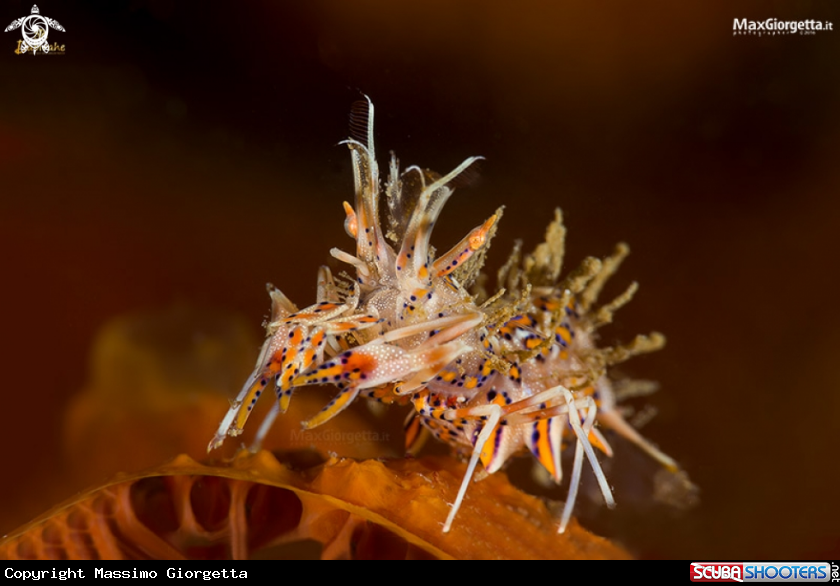 A tiger shrimp