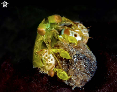 A Mantis shrimp | Mantis shrimp