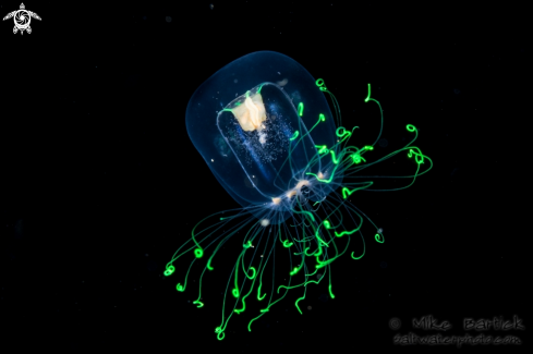 A Jelly  | Jellyfish