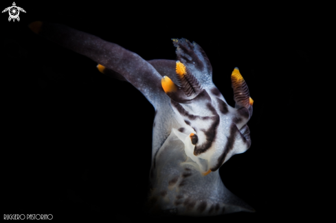 A Thecacera picta | Pikachu nudibranch