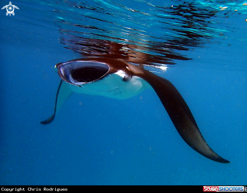 A Reef manta ray