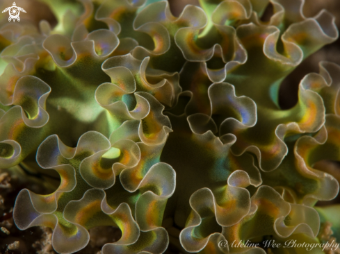 A Elysia crispata | Lettuce sea slug