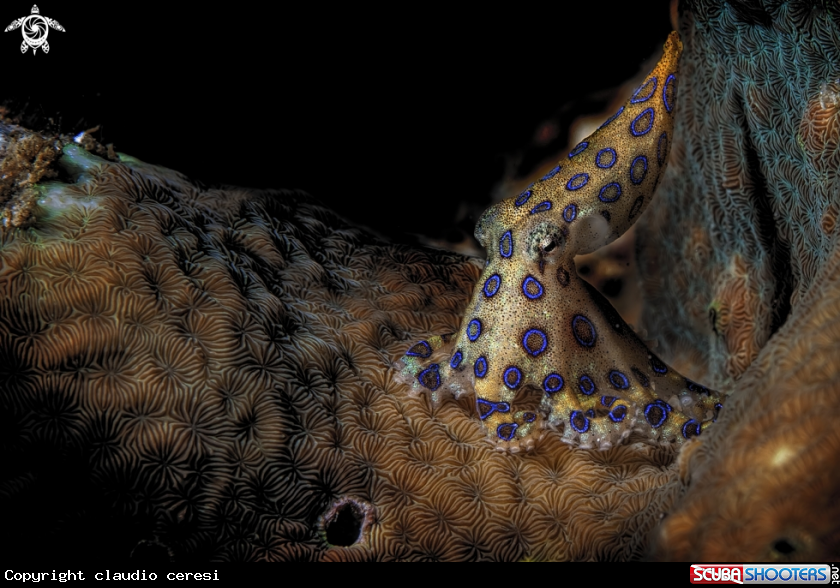 A blue-ringed octopus