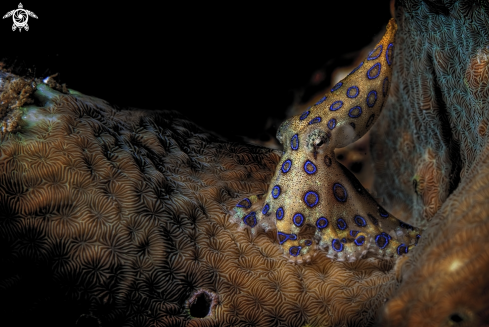 A Hapalochlaena lunulata | blue-ringed octopus