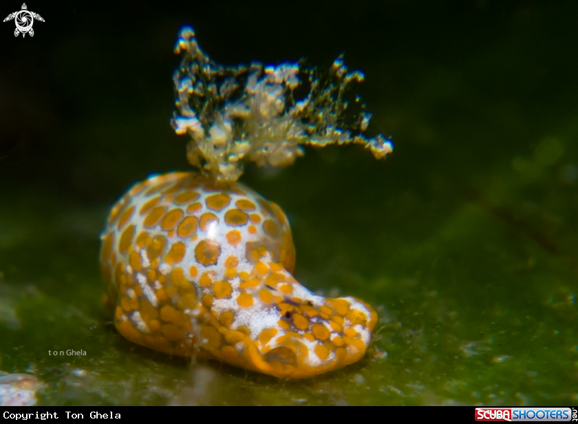 A Bubble shell Sea slug