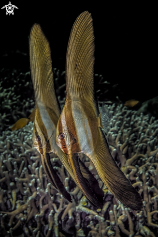 A  Platax orbicularis  | batfish
