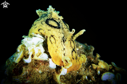 A Aplysia dactylomela | nudibranch