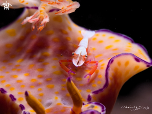 A Nudibranch & Empire Shrimp 