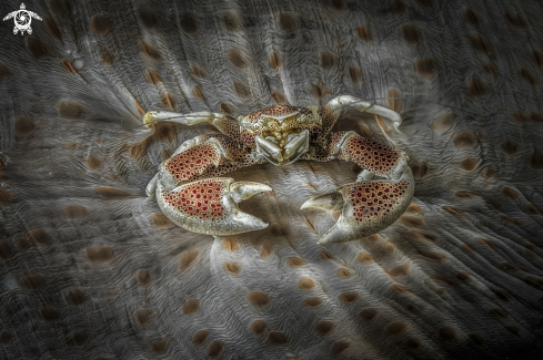 A Neopetrolisthes maculatus | porcelain crab