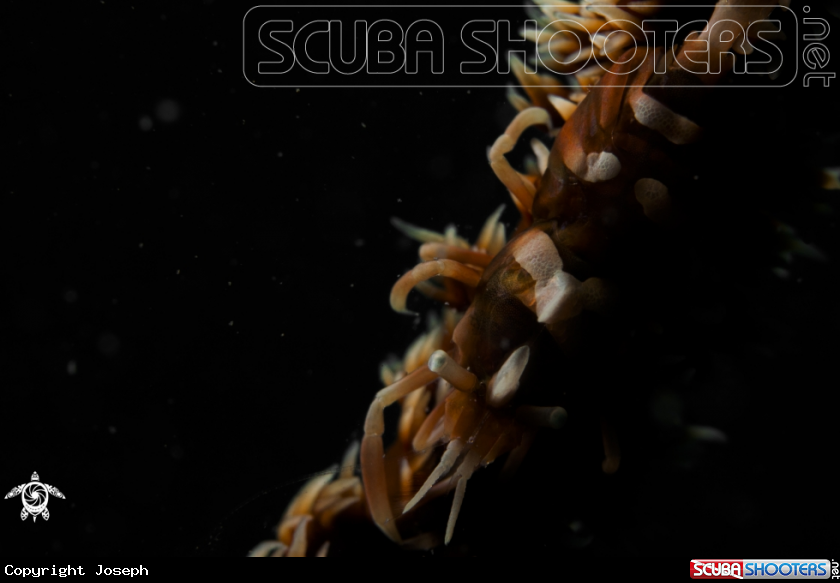 A wire coral shrimp 