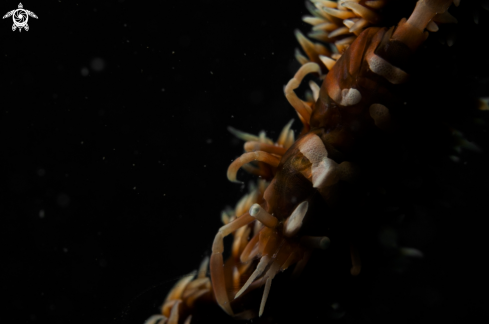 A wire coral shrimp 