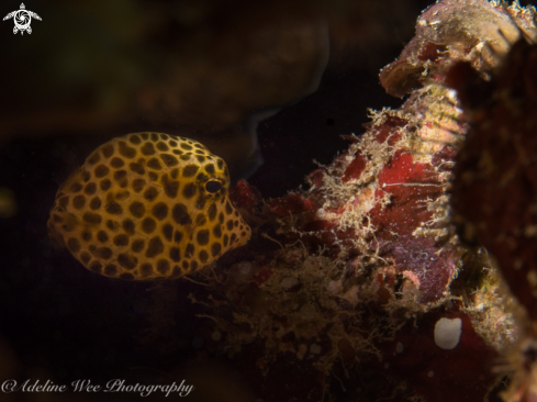 A Lactophrys bicaudalis | Spotted trunkfish (Juvenile)
