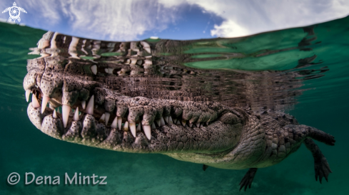 A Crocodylus porosus | Crocodile