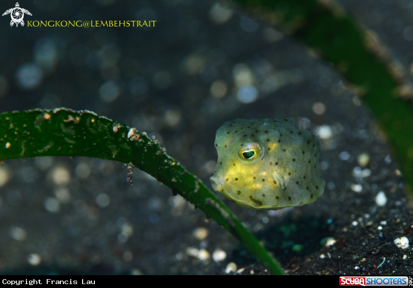 A Boxfish