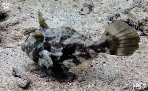 A Acreichthys tomentosus  | Bristle-tailed filefish