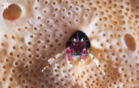 A Calcinus tubularis | Hermit crab
