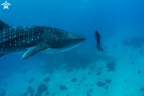 A Whale shark/diver