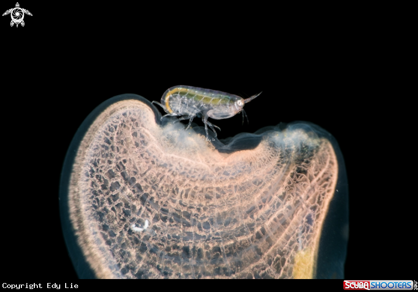A Bug on Tunicate