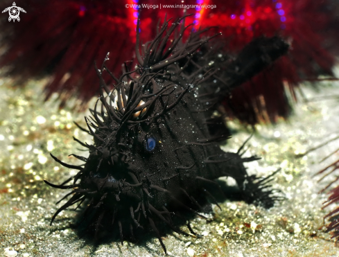 A Black Hairy Frogfish