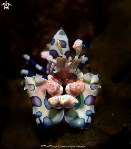 A Hymenacora Picta | Harlequin Shrimp