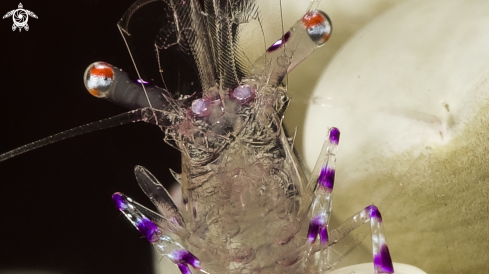 A Ancylomenes holthuisi | Anemon Shrimp