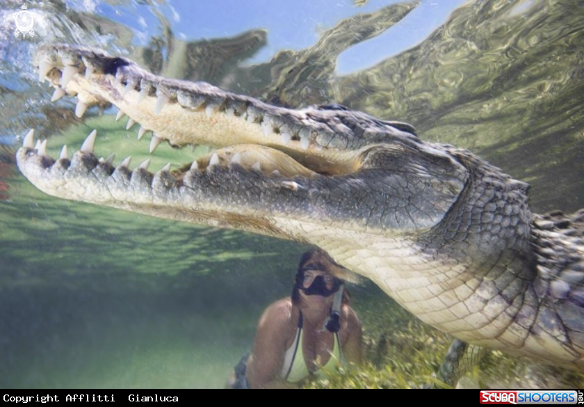 A woman end crocodile