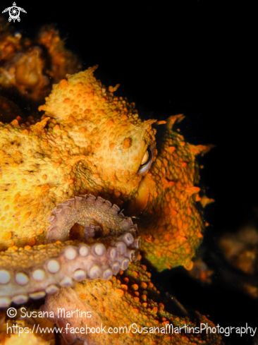 A Octopus vulgaris  | Octopus