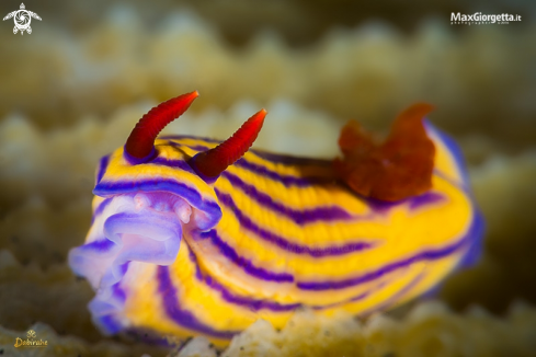 A nudibranch - Hypselodoris maridadilus 