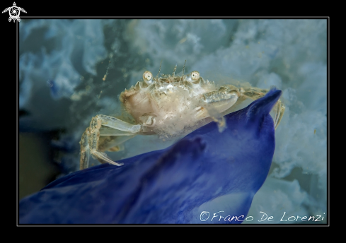 A Leocarcinus sp. | crab of sand