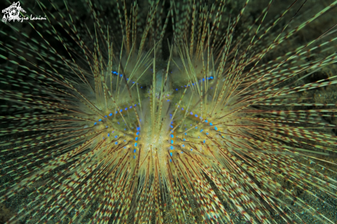 A Diadema sp.  | Sea Urchin