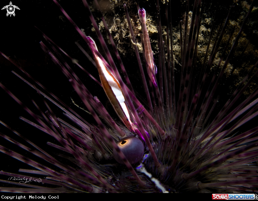 A Urchin Needle Shrimp 