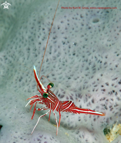 A Rhynchocinetes sp. | Shrimp on a sponge