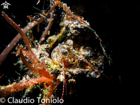 A Mantis Srhimp - Stomatopoda | Mantis Shrimp