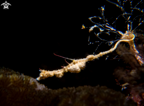 A Kyonemichthys rumengani | Sea Dragon