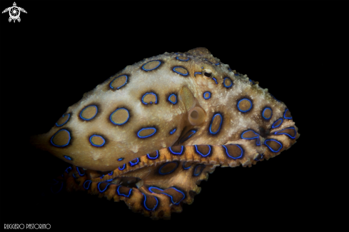 A hapalochlaena lunulata | Blue ringed octopus