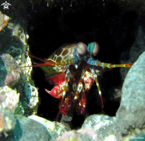 A Odontodactylus scyllarus | Peacock mantis shrimp
