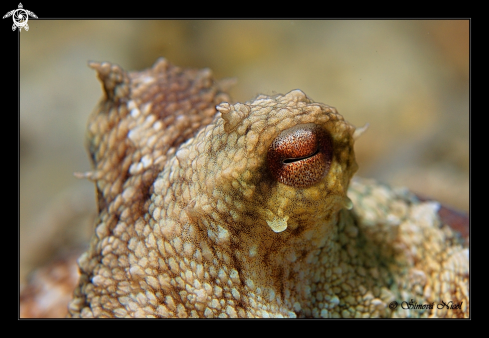 A Octopus eye