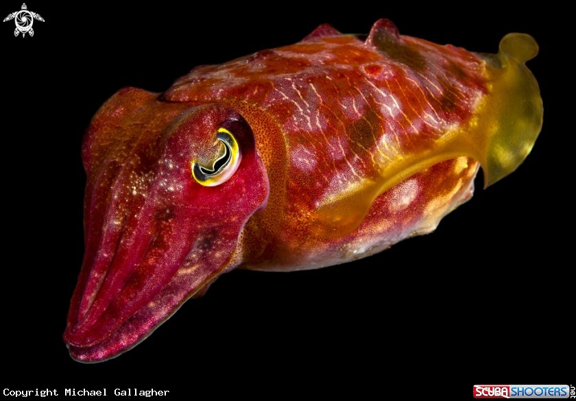 A Reaper Cuttlefish