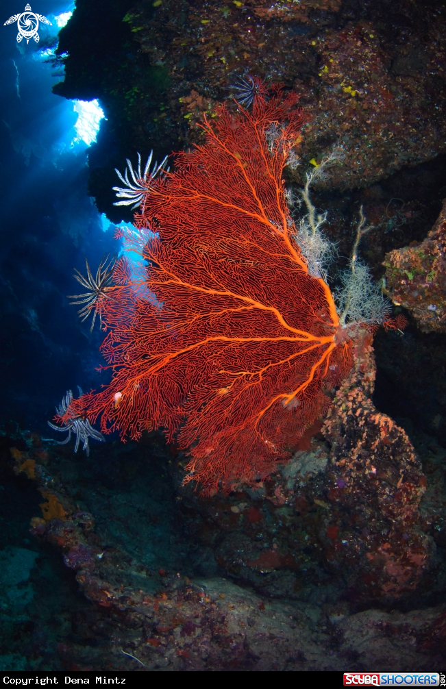 A Red Gorgonian Sea Fan