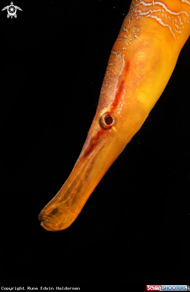 A Pipefish
