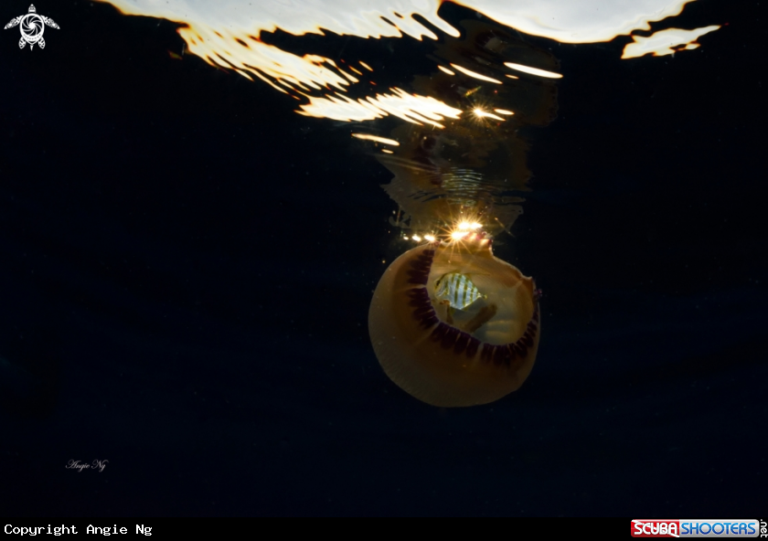 A Jelly Fish with possibly a juvenile Trevaly.