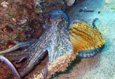 A Octopus vulgaris | Pieuvre 