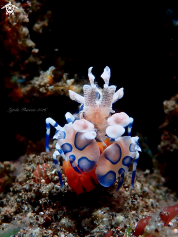 A Hymnocera picta | Harlequin Shrimp