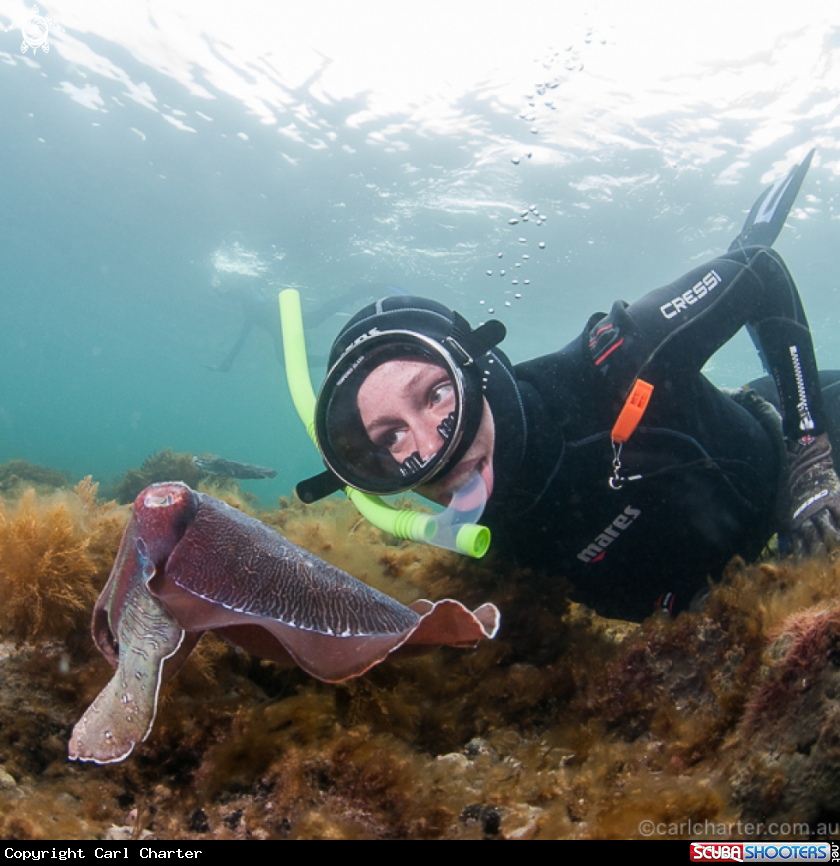A Giant Australian cuttlefish