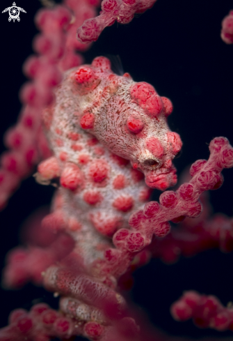 A Hippocampus bargibanti | Bargibant's pygmy seahorse