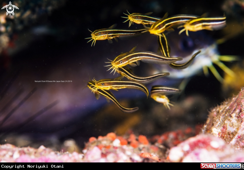 A striped eel catfish